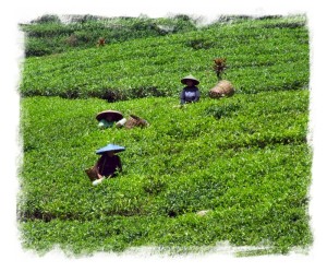 Tea pickers at Puncak Pass