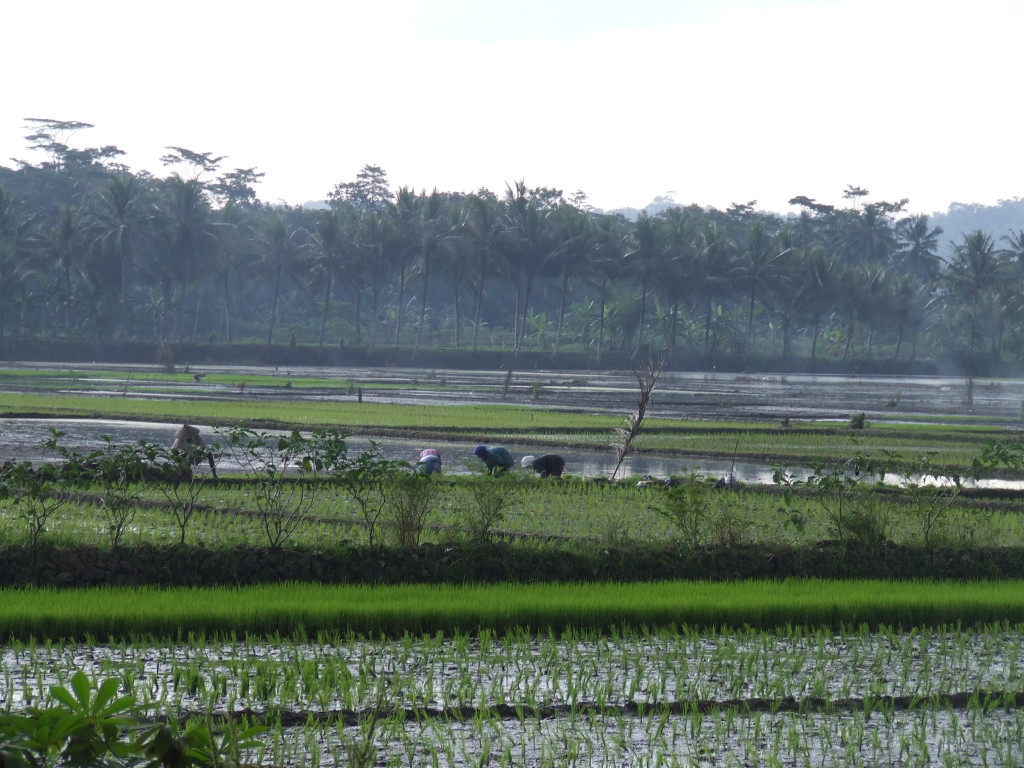 Rice paddies of Java