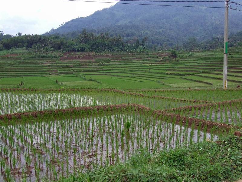 Rice fields