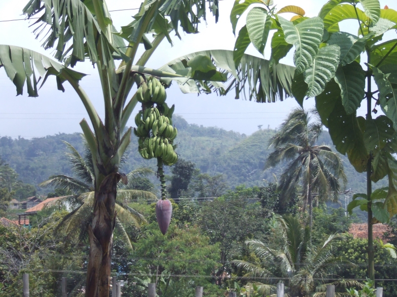 Bananas - Underway in West-Java