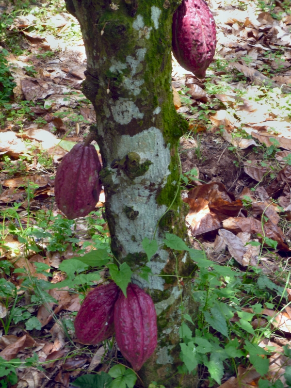 Cacao